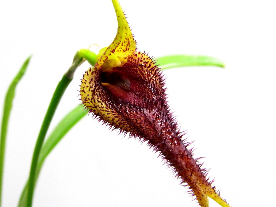 Masdevallia benettii