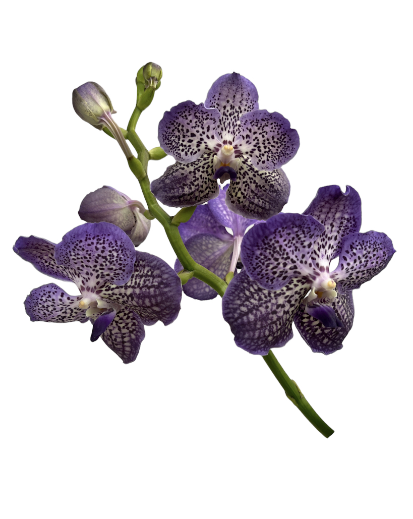 Vanda SPECIALS Violet Blue 535