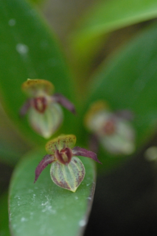 Pleurothallis sanchoi