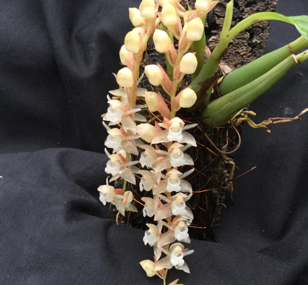 Pholidota chinensis (aufgebunden)