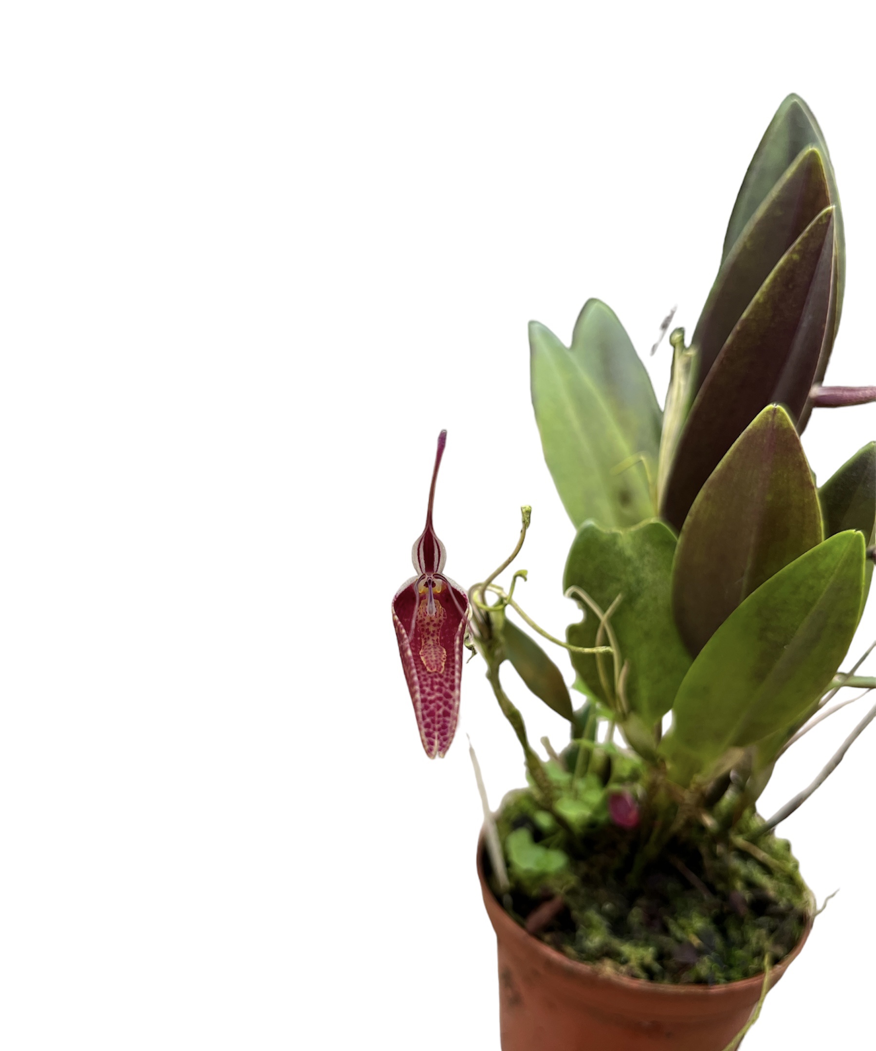Restrepia pelyx