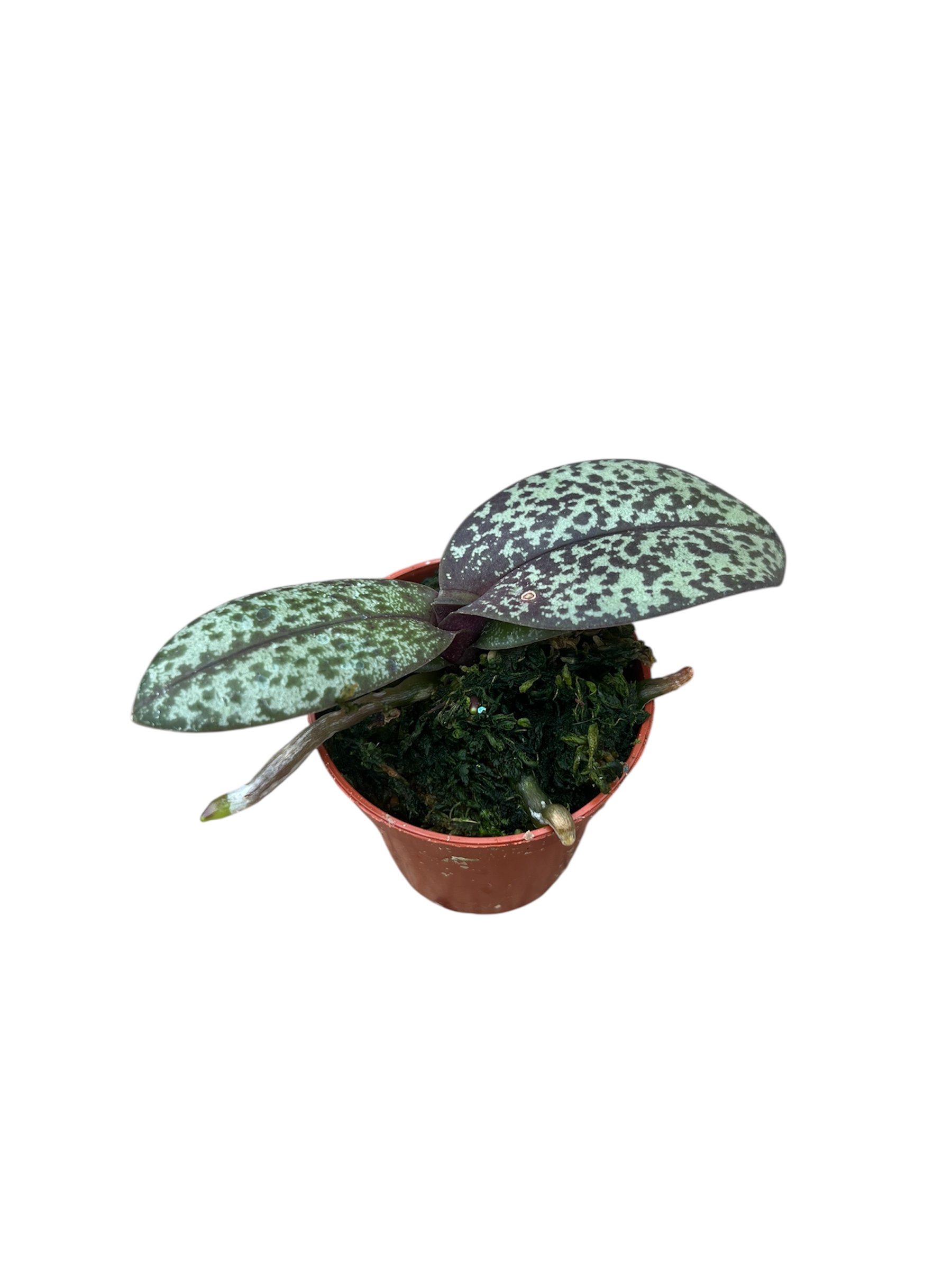 Phalaenopsis pulcherrima var. marmorata