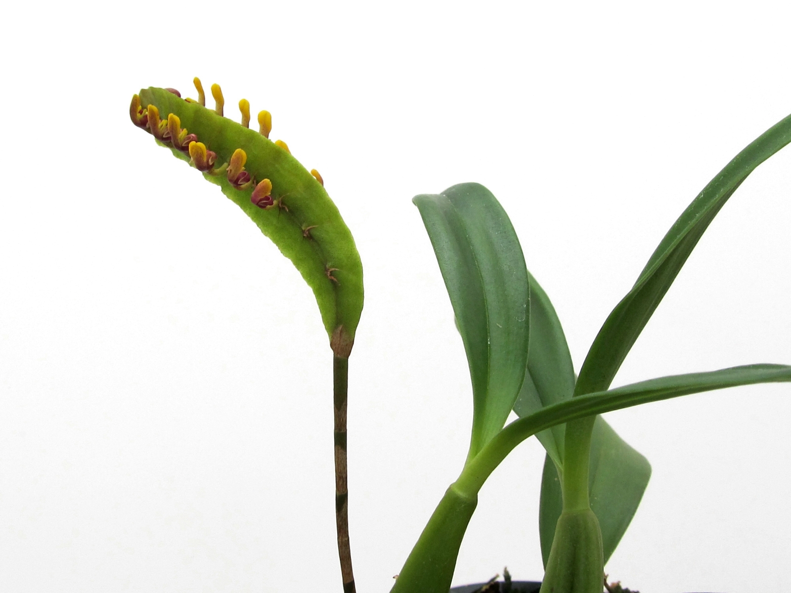 Bulbophyllum falcatum grün