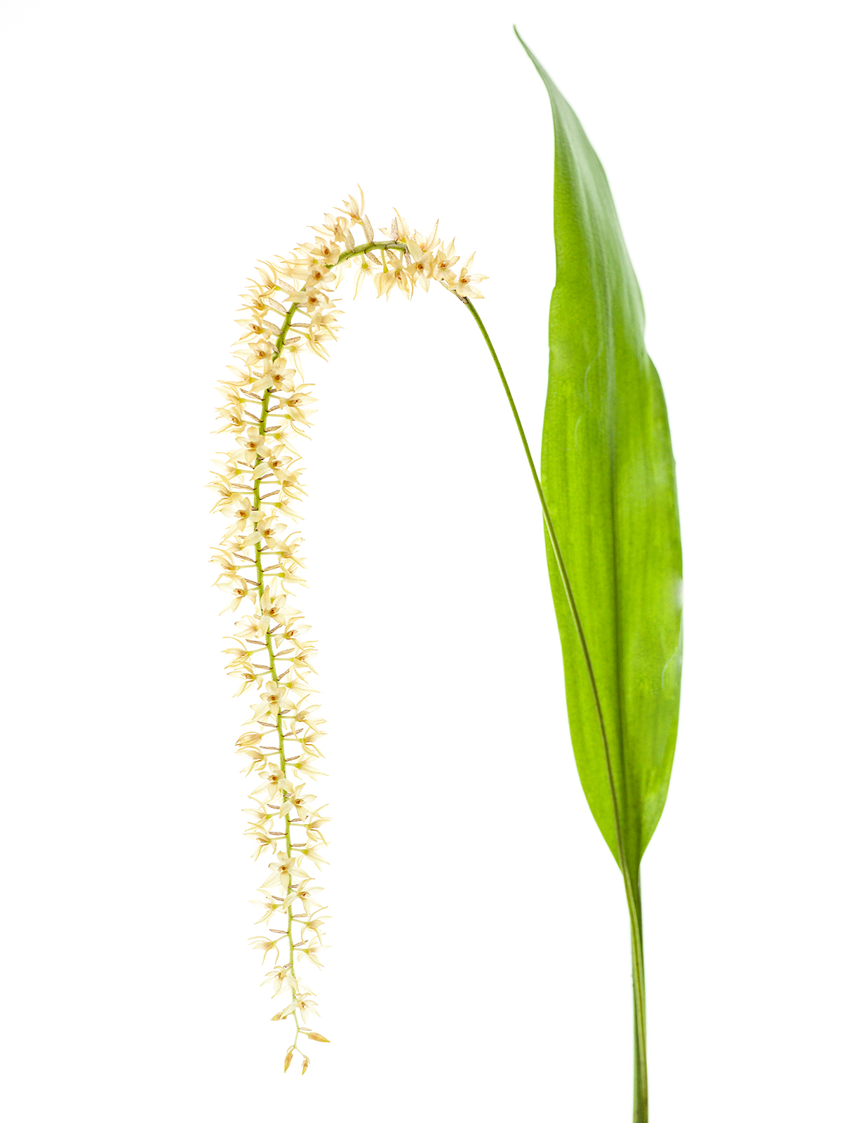 Dendrochilum propinquum