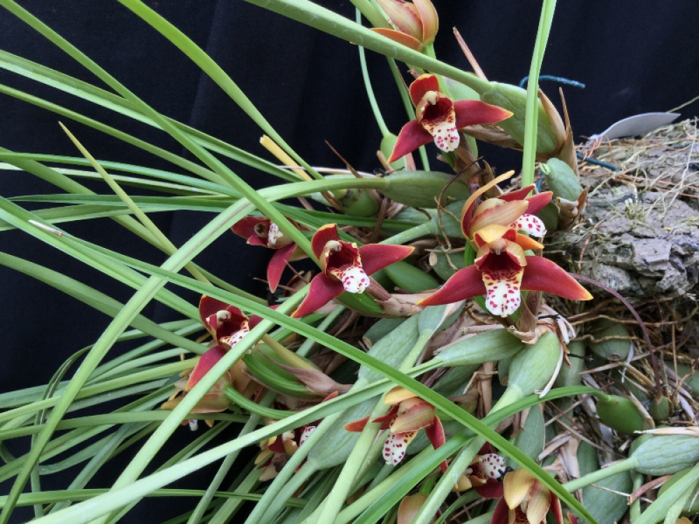 Maxillaria tenuifolia 