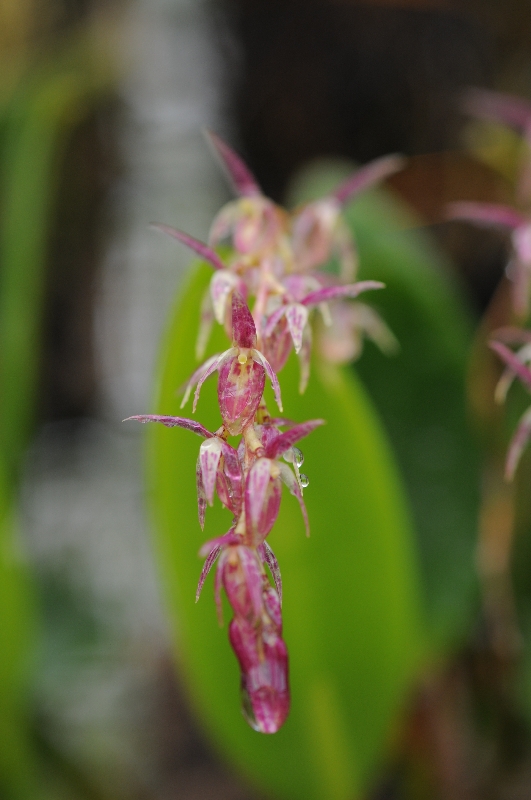 Pleurothallis pedunculata