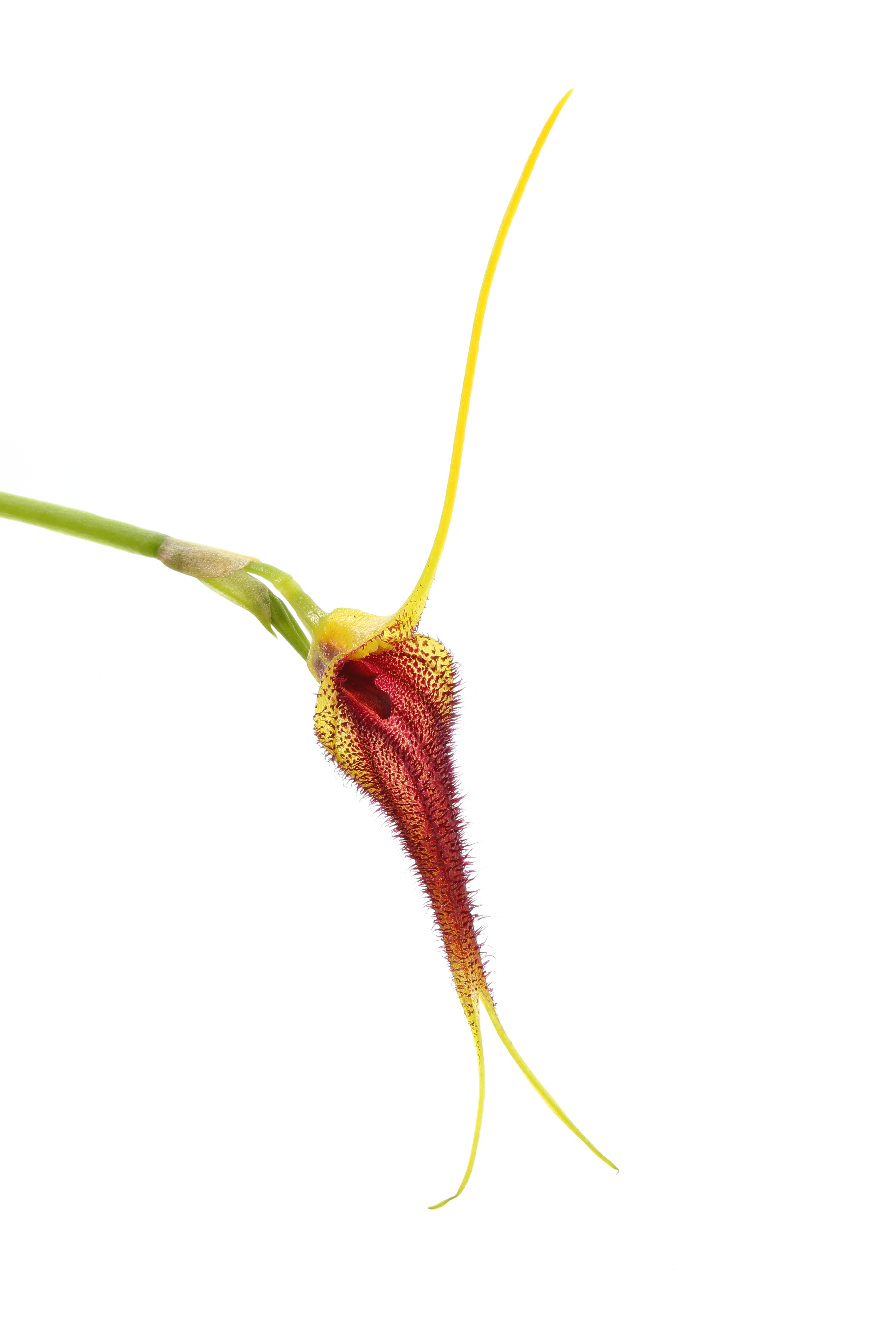 Masdevallia benettii