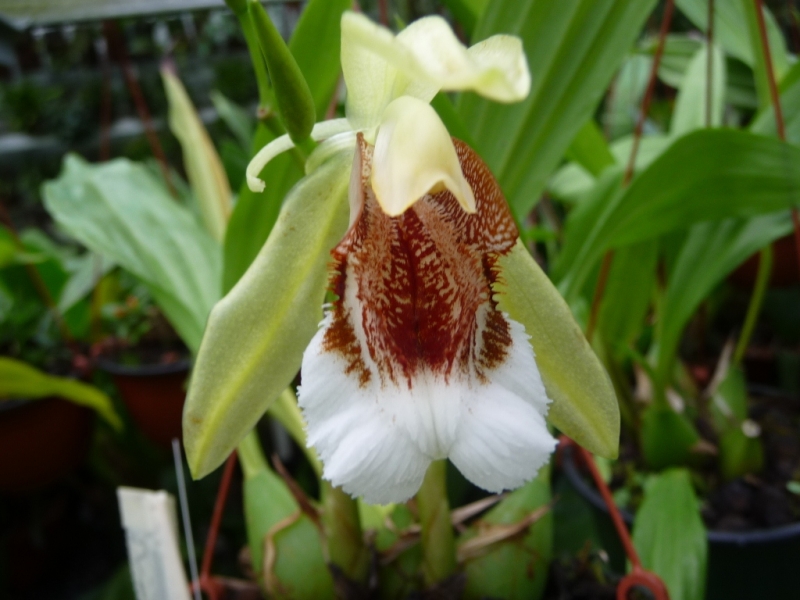 Coelogyne speciosa green