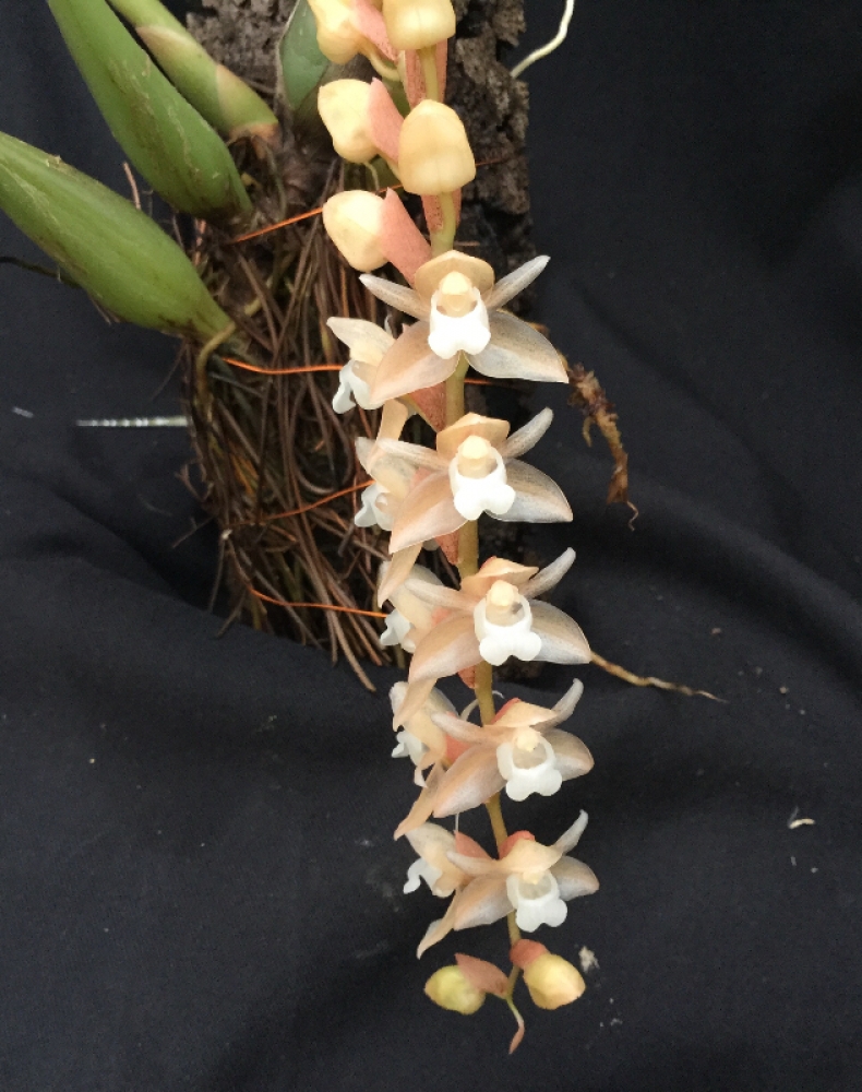 Pholidota chinensis (aufgebunden)