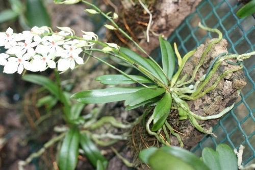 Aerangis luteoalba var. rhodostica orch297w2f2