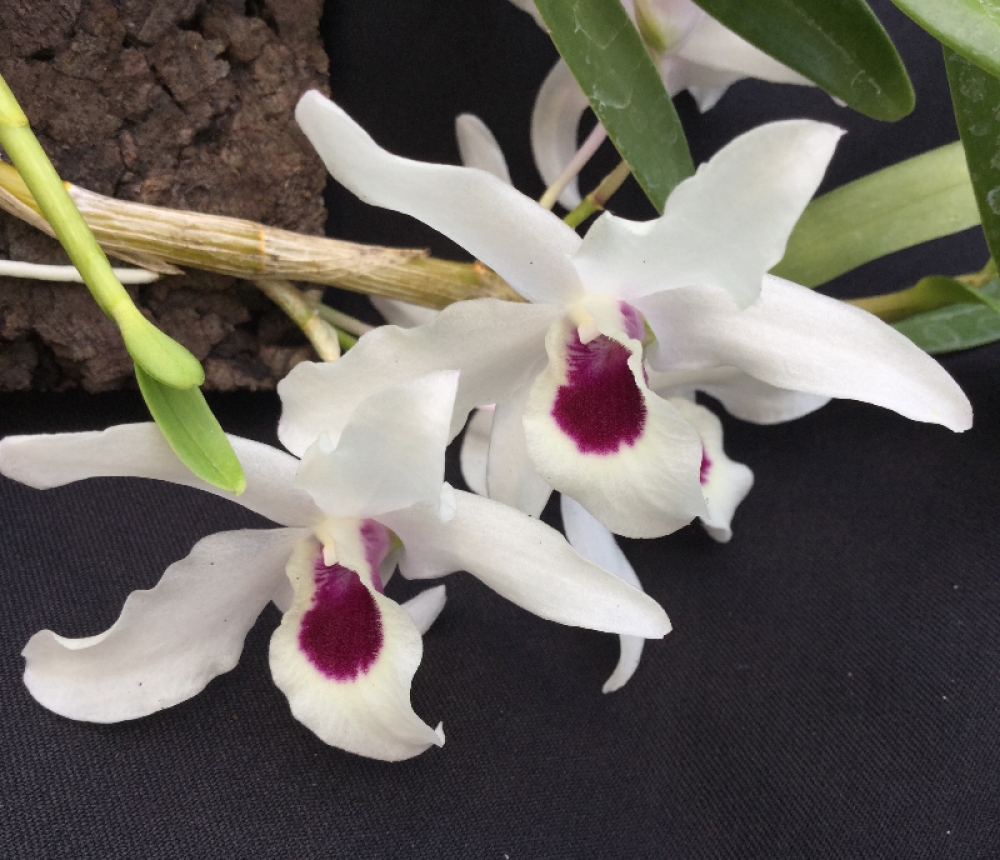 Dendrobium x cassiope