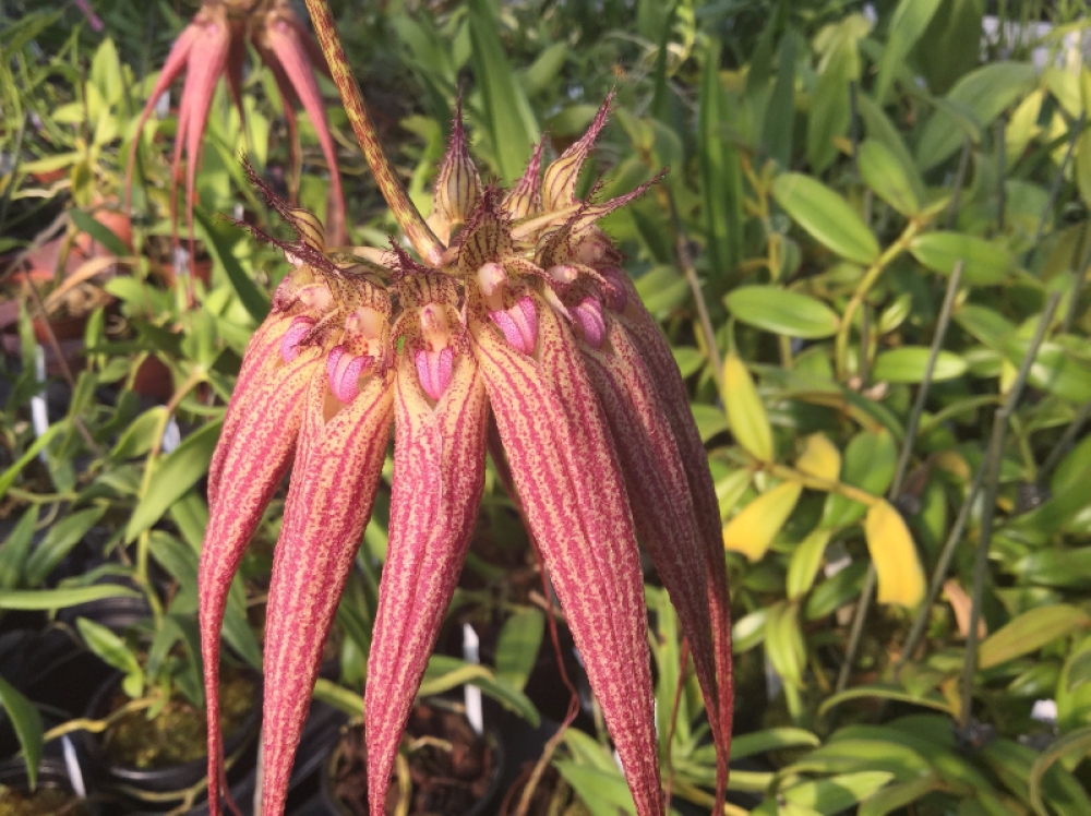 Bulbophyllum Elizabeth Ann 'Buckleberry'