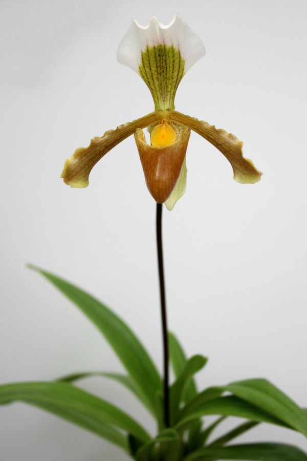 Paphiopedilum areeanum