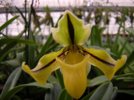 Paphiopedilum druryi
