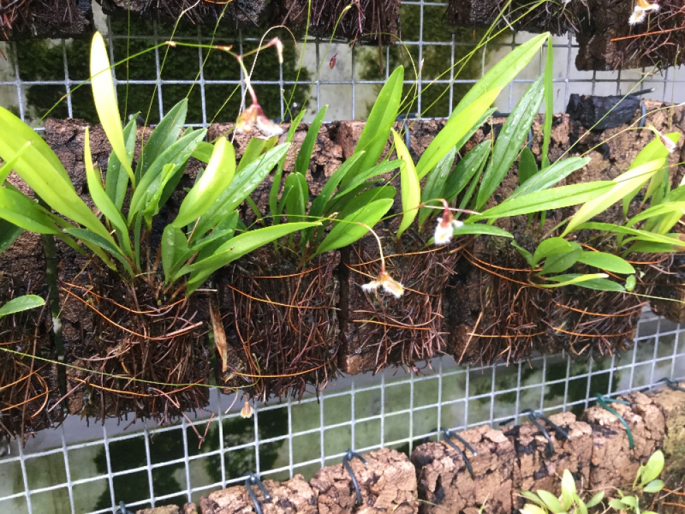 Pleurothallis flexuosa mini (Specklinia kefersteiniana)