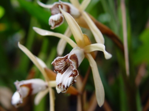 Coelogyne dayana