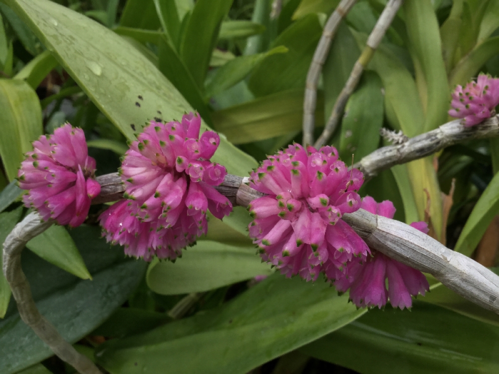 Dendrobium purpureum