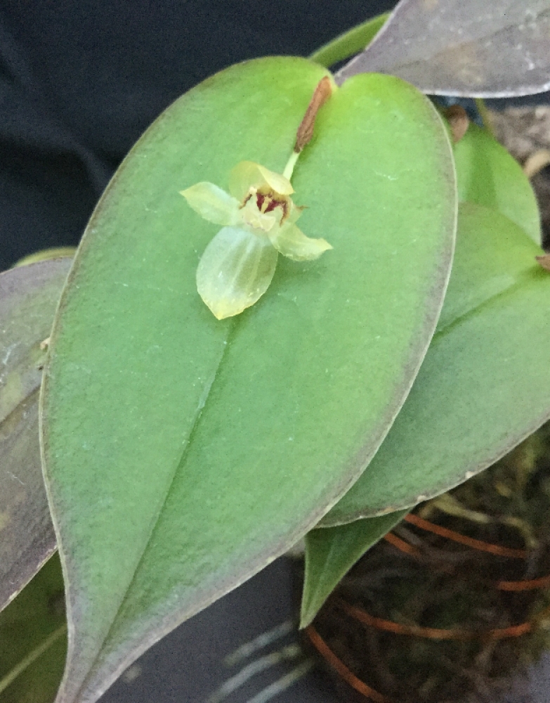 Pleurothallis epiglottis