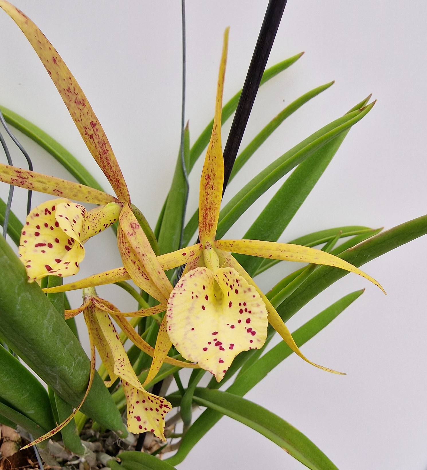 Cattleya Yellow Bird