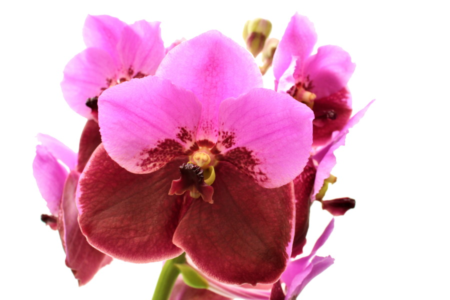 Vanda DIVANA® Pink Maroon I