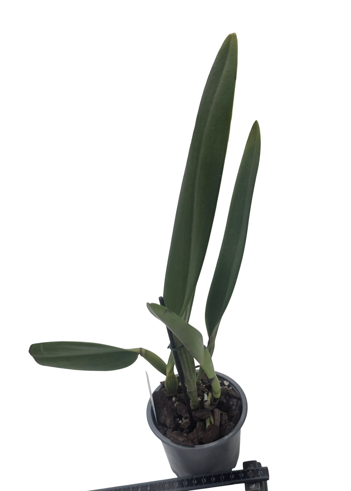 Cattleya eldorado 'Mount Ito'