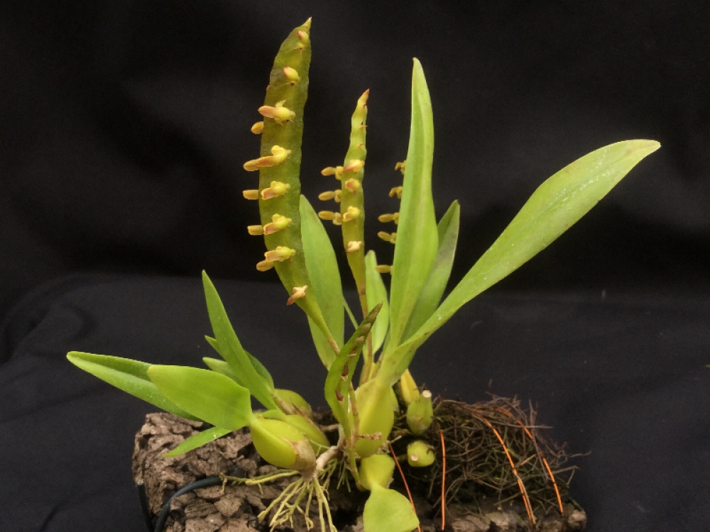 Bulbophyllum falcatum grün(aufgebunden)