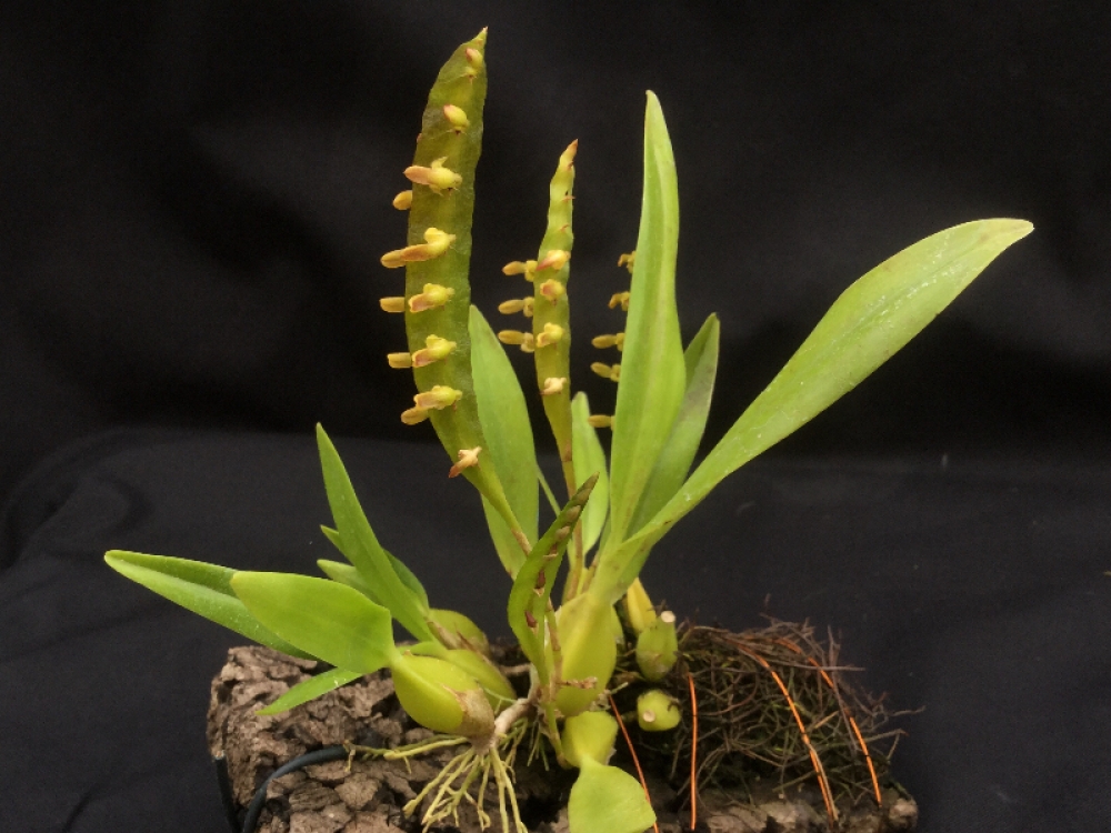 Bulbophyllum falcatum green