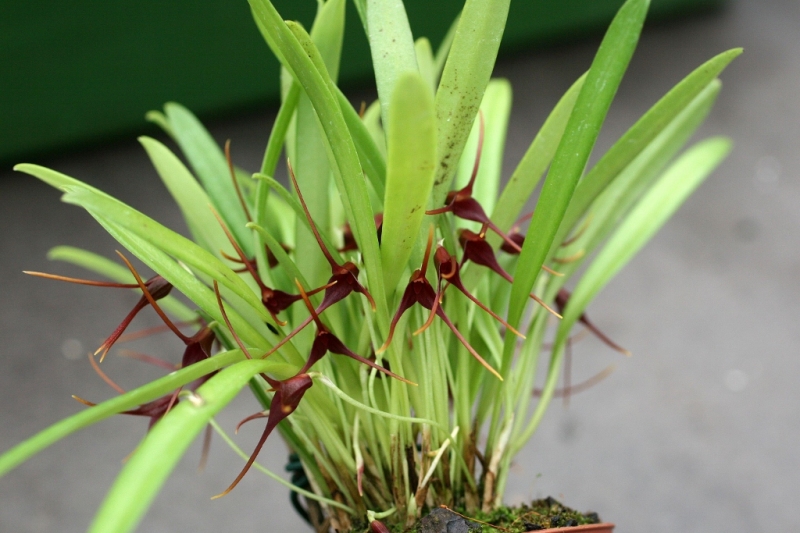 Masdevallia herradurae