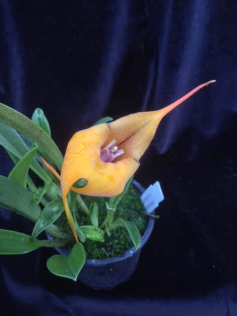 Masdevallia Hebe (M. coriacea x M. veitchiana)