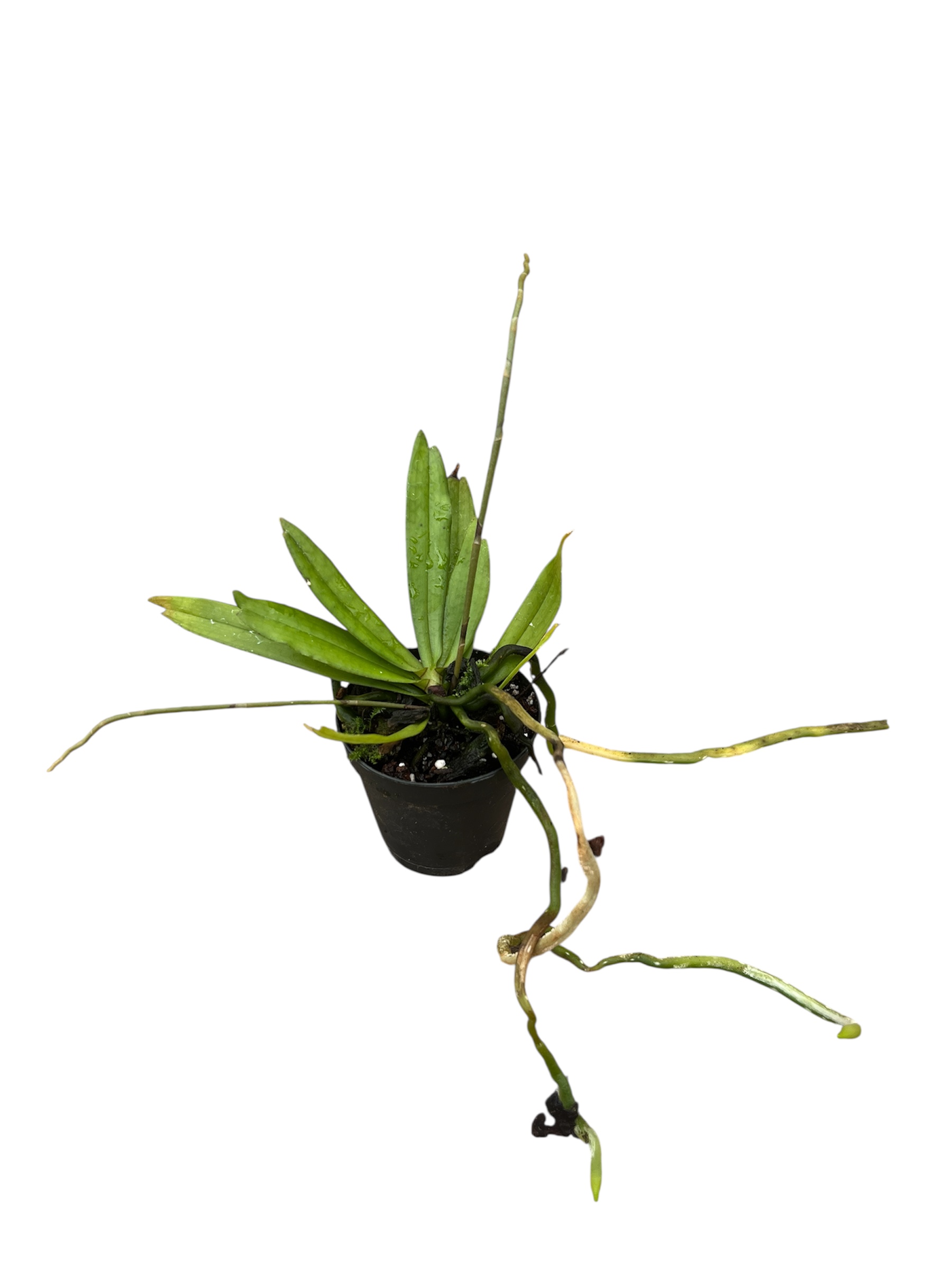 Aerangis mystacidii x rhodosticta