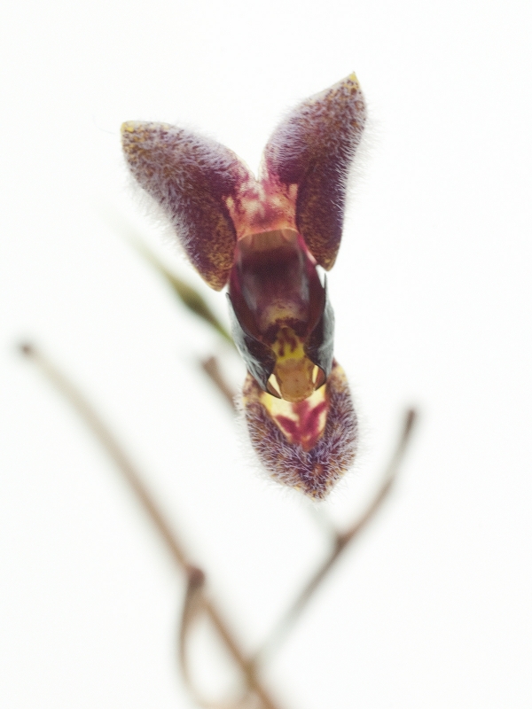 Pleurothallis rodrigoi