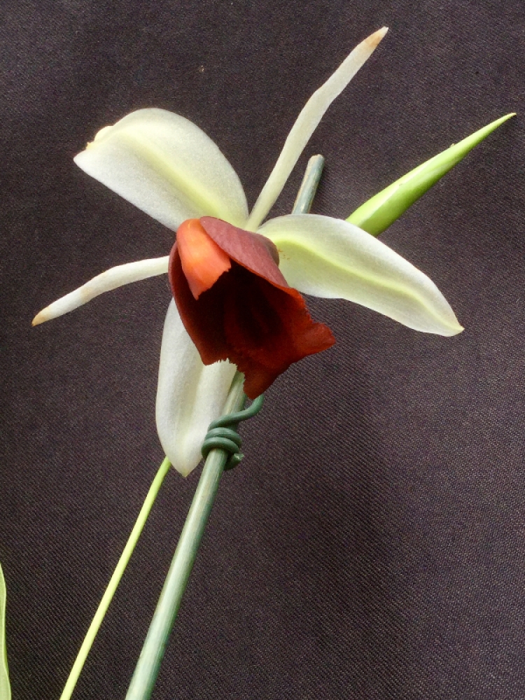 Coelogyne usitana