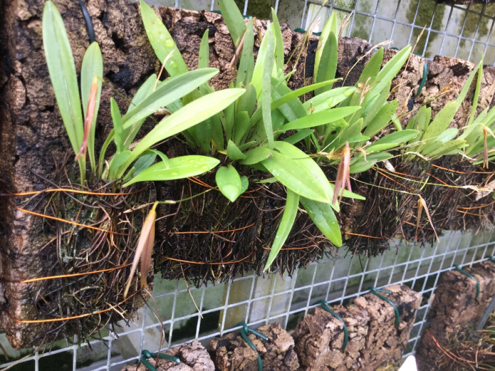 Pleurothallis scolopax