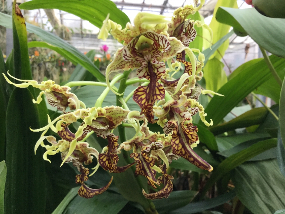 Dendrobium spectabile