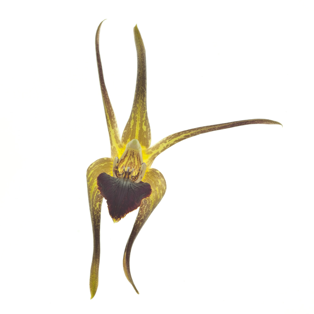 Epigeneium amplum (Dendrobium amplum)