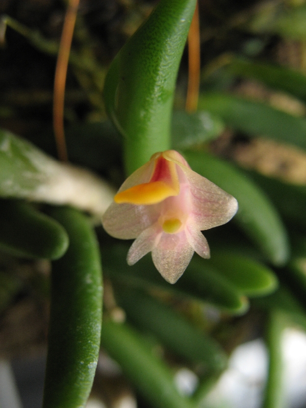 Dendrobium lichenastrum var. prenticei