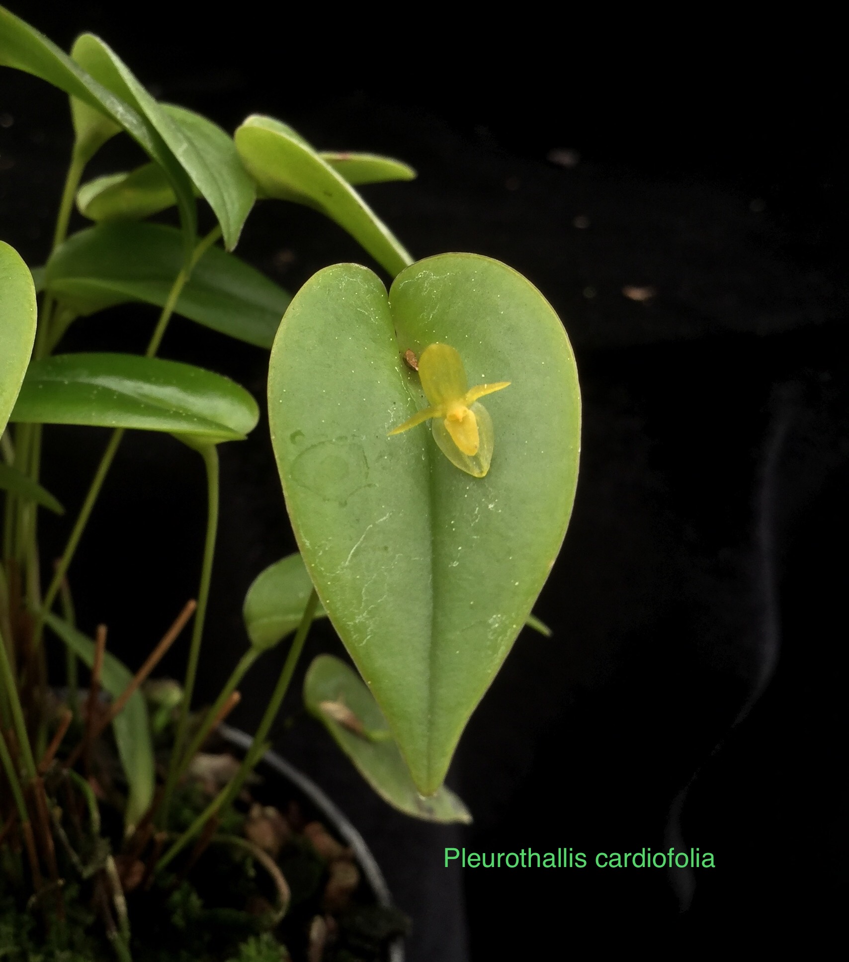 Pleurothallis cordifolia