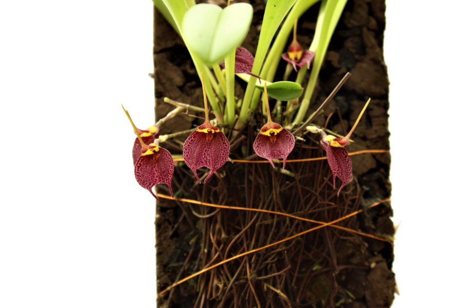 Masdevallia burzlaffiana
