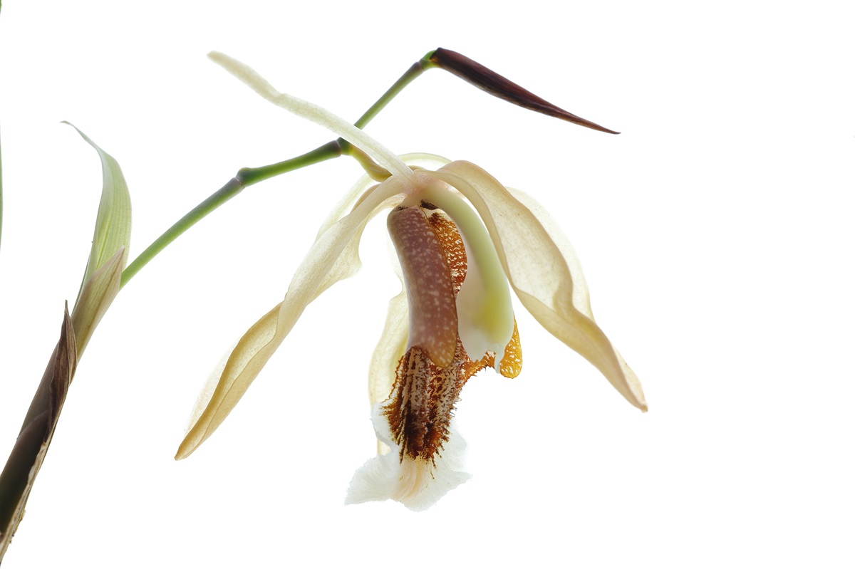 Coelogyne speciosa