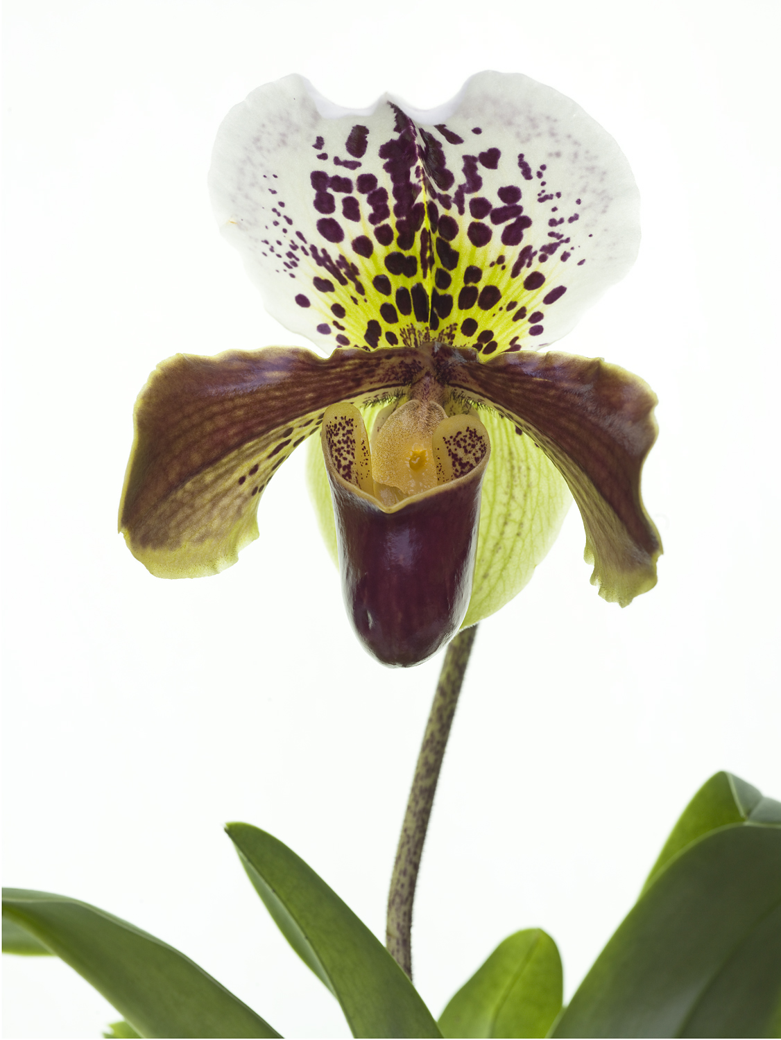 Paphiopedilum complex-Hybr.