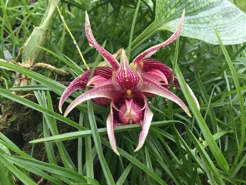 Bulbophyllum reticulatum