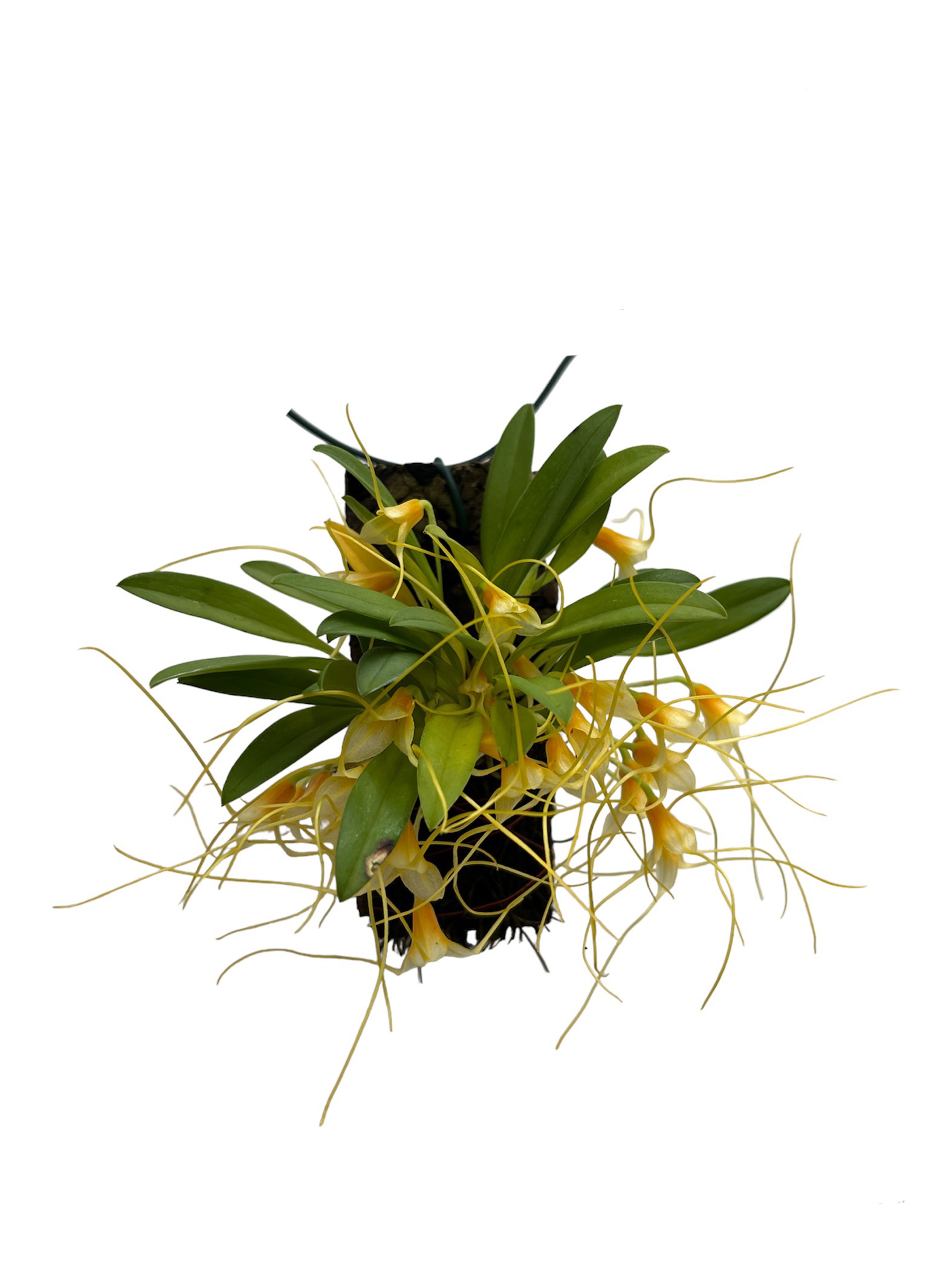 Masdevallia leonardoi