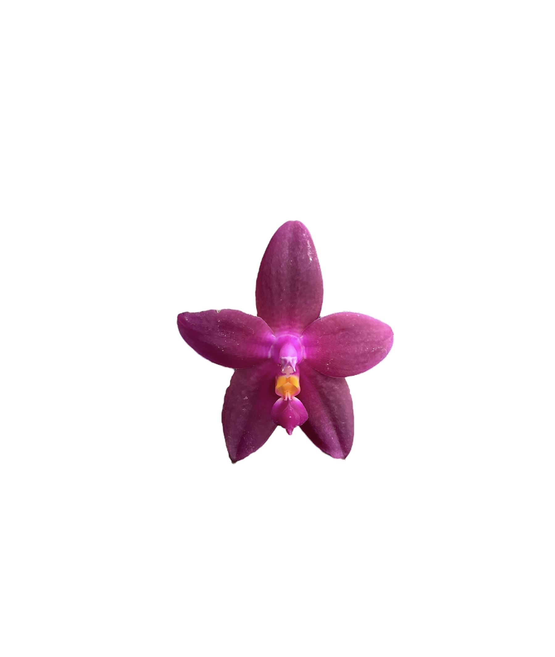Phalaenopsis bellina x tetraspis