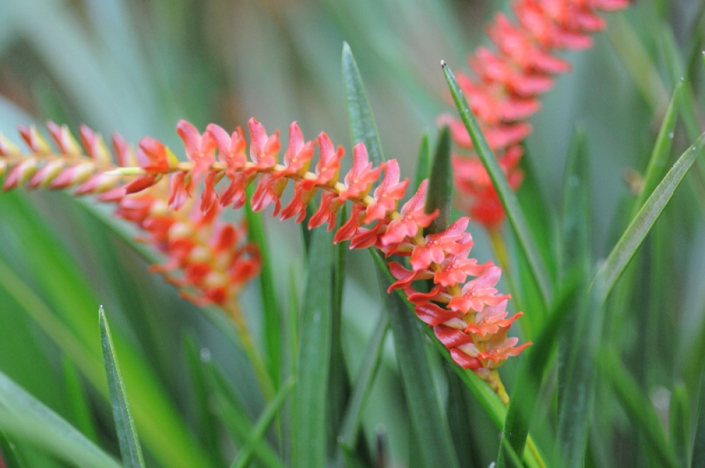 Dendrochilum wenzelii (Topf)