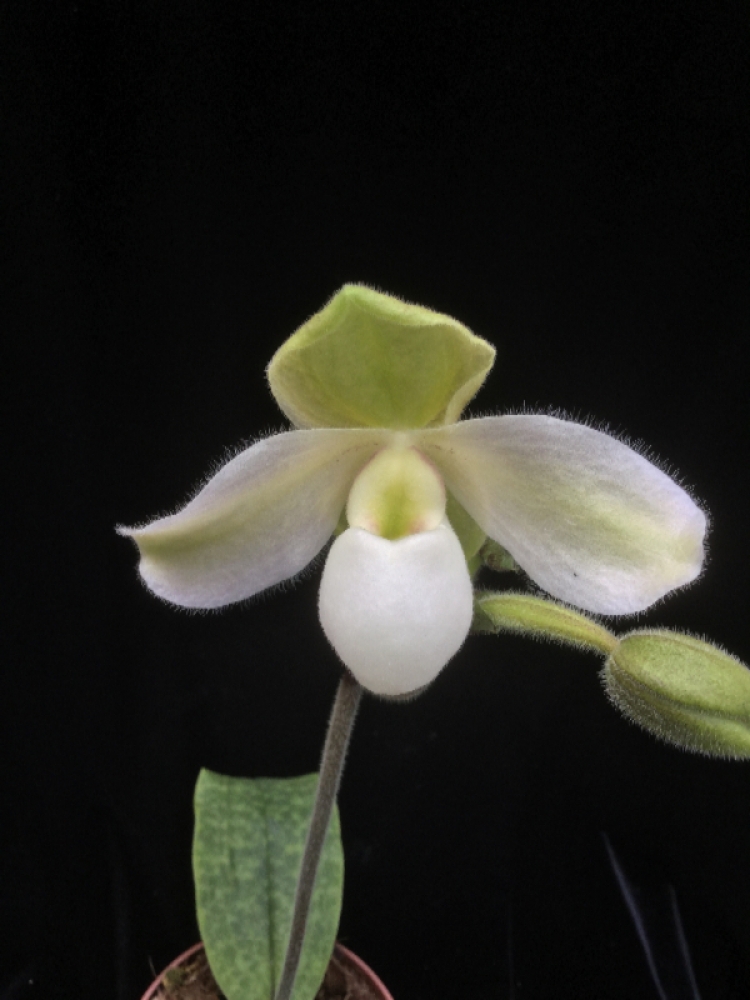 Paphiopedilum Deperle (primulinum x delenatii)