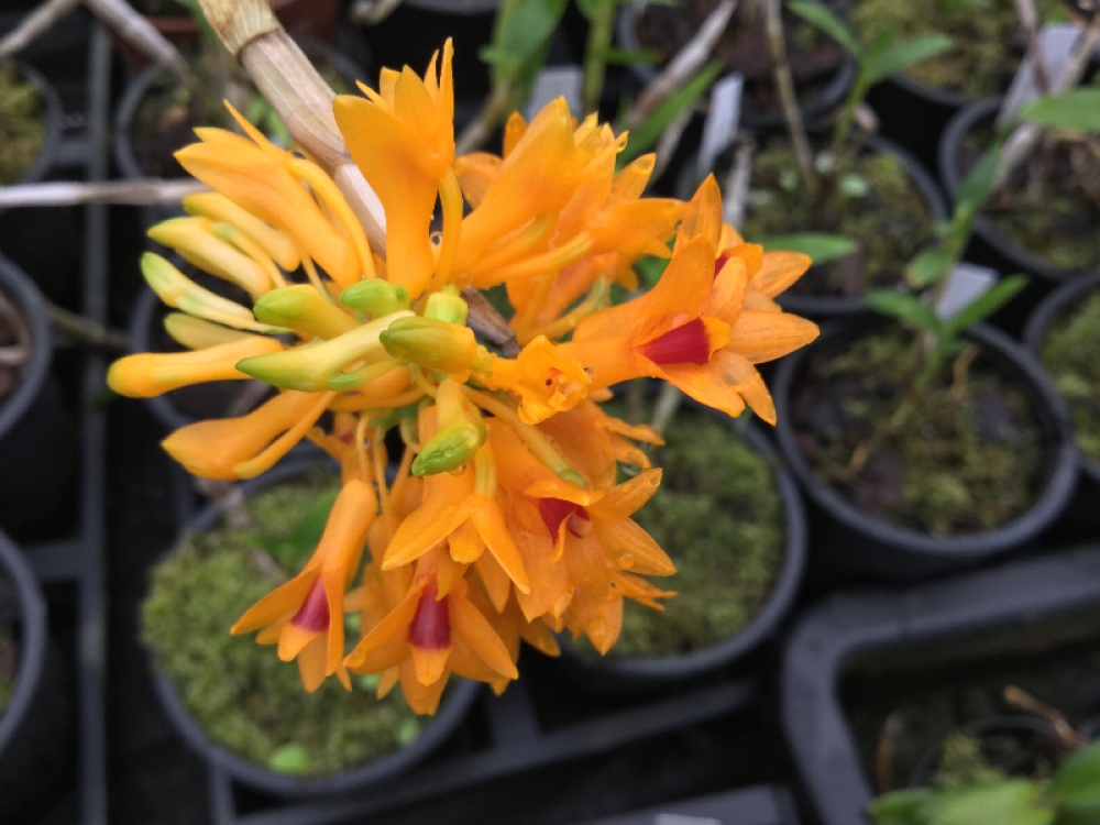Dendrobium tiongii