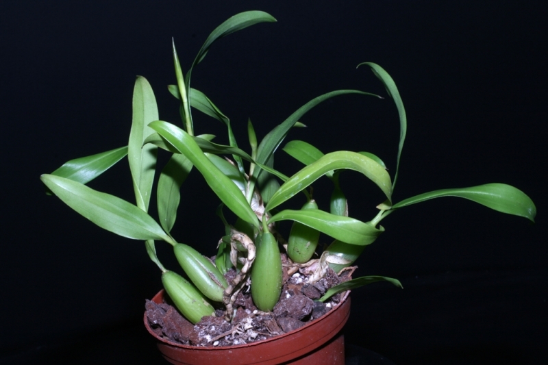 Coelogyne fimbriata