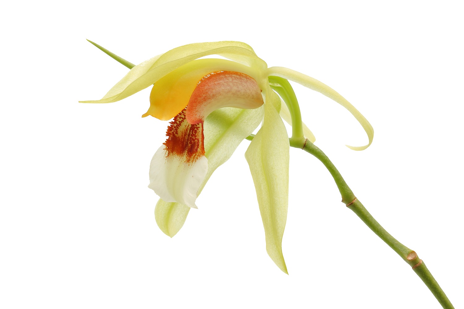 Coelogyne rumphii