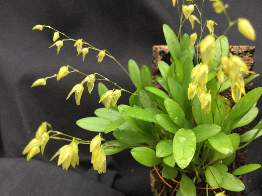 Pleurothallis grobyi subsp. cloroleuca