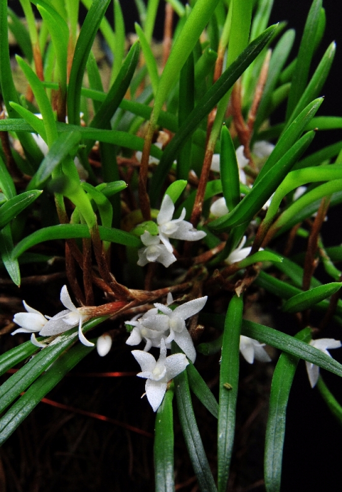 Ceratostylis philippinensis